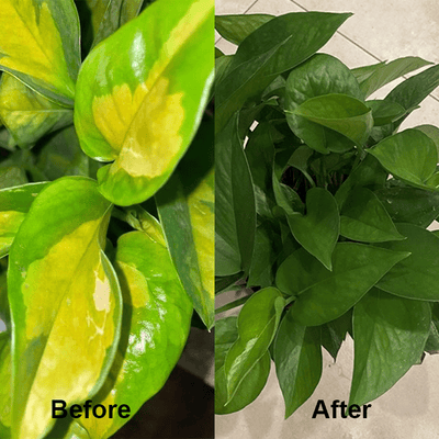 KISSHI™ – Chlorophyll Spray ACE 2 (1+1 Gratis)