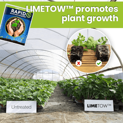 LIMETOW™ Schnellwurzel-Pulver (1+1 Gratis)
