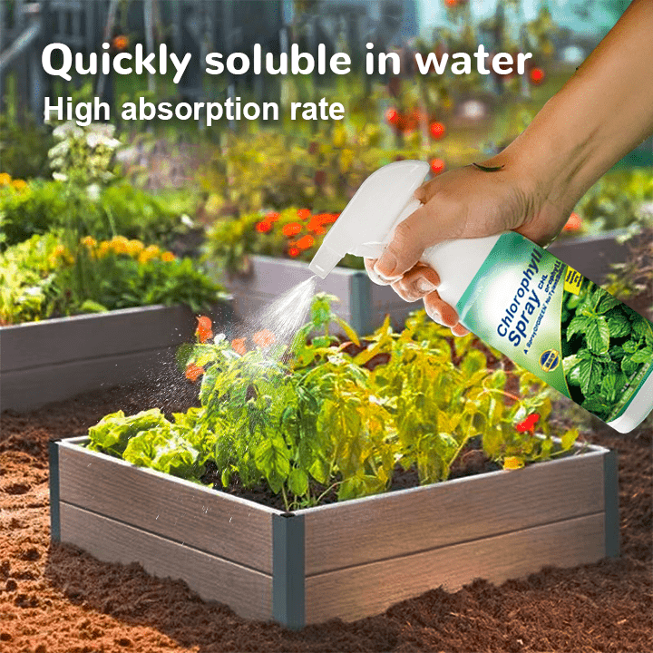 KISSHI™ – Chlorophyll Spray ACE 2 (1+1 Gratis)