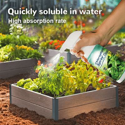 KISSHI™ – Chlorophyll Spray ACE 2 (1+1 Gratis)
