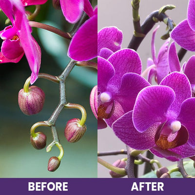 LIMETOW™ Orchid Plus Blüten-Booster (1+1 Gratis)