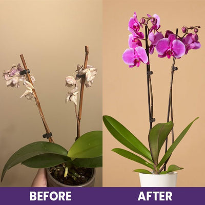 LIMETOW™ Orchid Plus Blüten-Booster (1+1 Gratis)