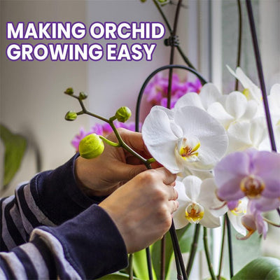 LIMETOW™ Orchid Plus Blüten-Booster (1+1 Gratis)