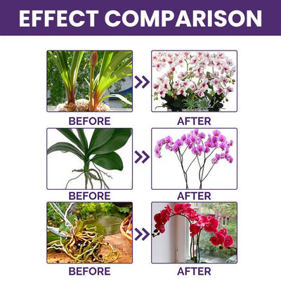 LIMETOW™ Orchid Plus Blüten-Booster (1+1 Gratis)