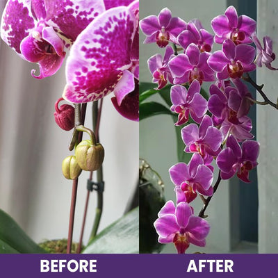 LIMETOW™ Orchid Plus Blüten-Booster (1+1 Gratis)
