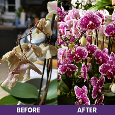 LIMETOW™ Orchid Plus Blüten-Booster (1+1 Gratis)